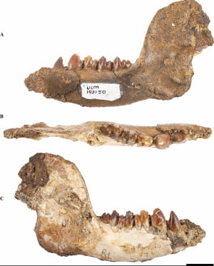 Окаменелые останки Beornus honeyi, Miniconus jeanninae и Conacodon hettingeri