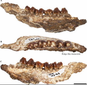 Окаменелые останки Beornus honeyi, Miniconus jeanninae и Conacodon hettingeri