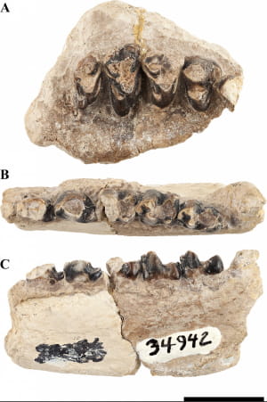 Окаменелые останки Beornus honeyi, Miniconus jeanninae и Conacodon hettingeri