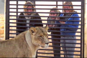 Леви у приватному заповіднику GG Conservation