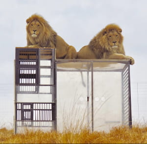 Леви у приватному заповіднику GG Conservation