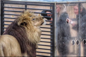 Леви у приватному заповіднику GG Conservation