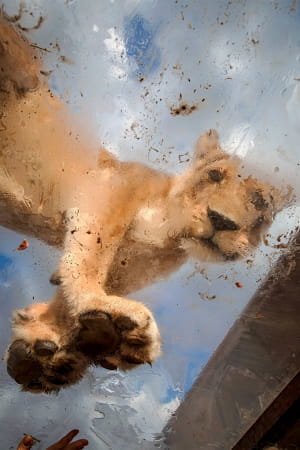 Леви у приватному заповіднику GG Conservation