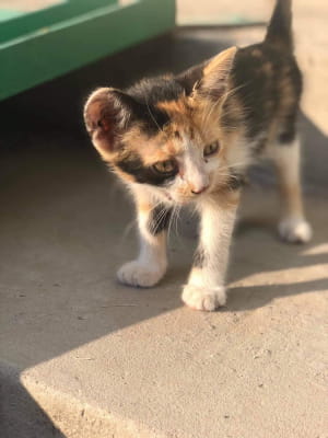 Кошка с тату и ее детки, которым нужна верная семья