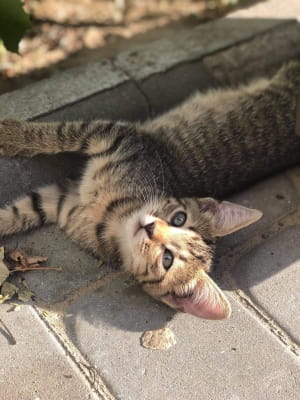 Кошка с тату и ее детки, которым нужна верная семья