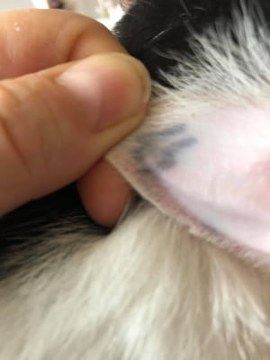 Кошка с тату и ее детки, которым нужна верная семья