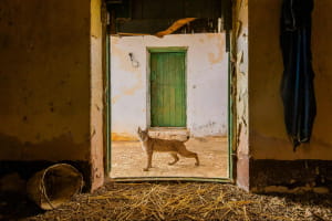 Wildlife Photographer of the Year