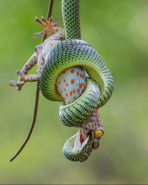 Wildlife Photographer of the Year
