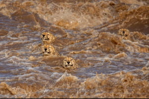 Wildlife Photographer of the Year