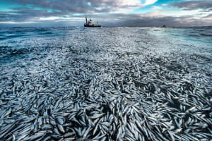 Wildlife Photographer of the Year