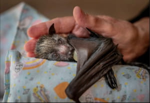 Wildlife Photographer of the Year