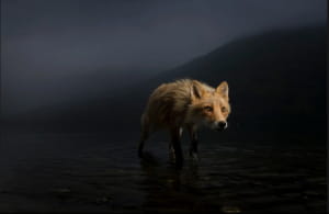 Wildlife Photographer of the Year