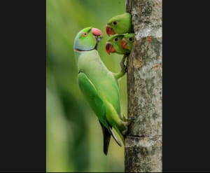 Wildlife Photographer of the Year