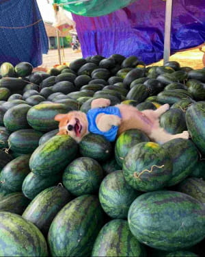 Я Тарас, мне нормас