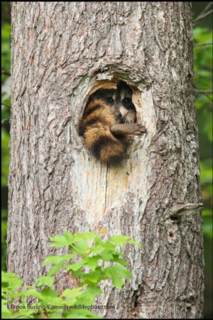 Смішні фото тварин