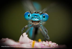 Смішні фото тварин