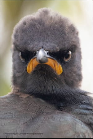 Смішні фото тварин