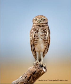 Смішні фото тварин