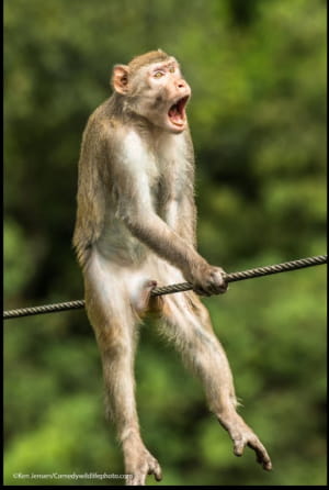 Смішні фото тварин