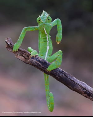 Смішні фото тварин