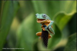 Смішні фото тварин