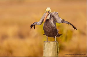 Смішні фото тварин