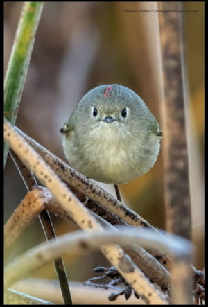 Смішні фото тварин