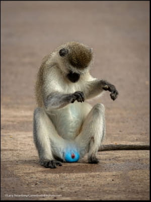 Смішні фото тварин