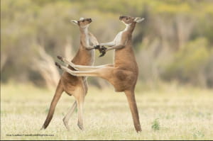 Смішні фото тварин