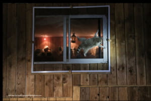 Смішні фото тварин