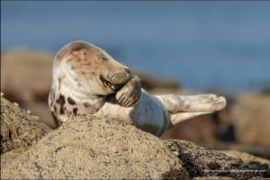 Смішні фото тварин