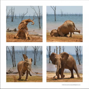 Смішні тварини