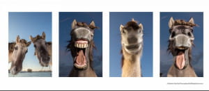 Смішні тварини