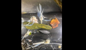 Артефакти, що були у шлунку алігатора 