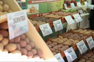В Білорусі урочисто відкрили пам'ятник картоплі