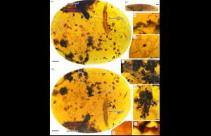 Самка павука та її яєчний мішок у бурманському бурштині