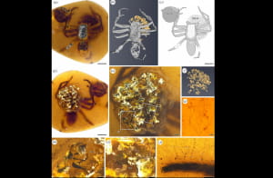Самка павука та її яєчний мішок у бурманському бурштині