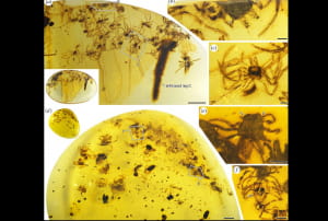 Самка павука та її яєчний мішок у бурманському бурштині