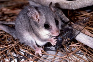 Cercartetus nanus