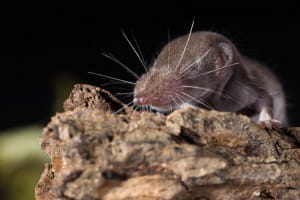 Suncus etruscus