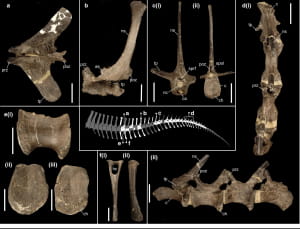 Рештки динозаврів, знайдені на острові Уайт