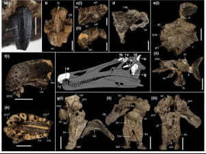 Рештки динозаврів, знайдені на острові Уайт