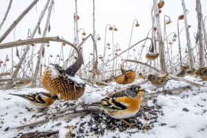Участники фотоконкурса природоохранной организации Nature Conservancy