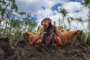 Участники фотоконкурса природоохранной организации Nature Conservancy