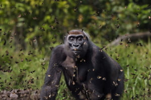 Участники фотоконкурса природоохранной организации Nature Conservancy