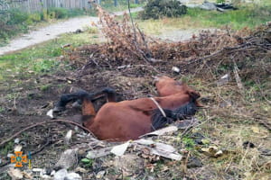 Порятунок коня