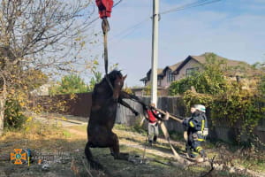 Порятунок коня