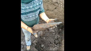 Археологические раскопки в поселке Зализцы Тернопольского района