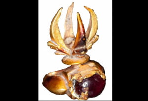 Знайдені на Суматрі артефакти