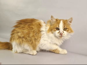 Котик Вільгельм